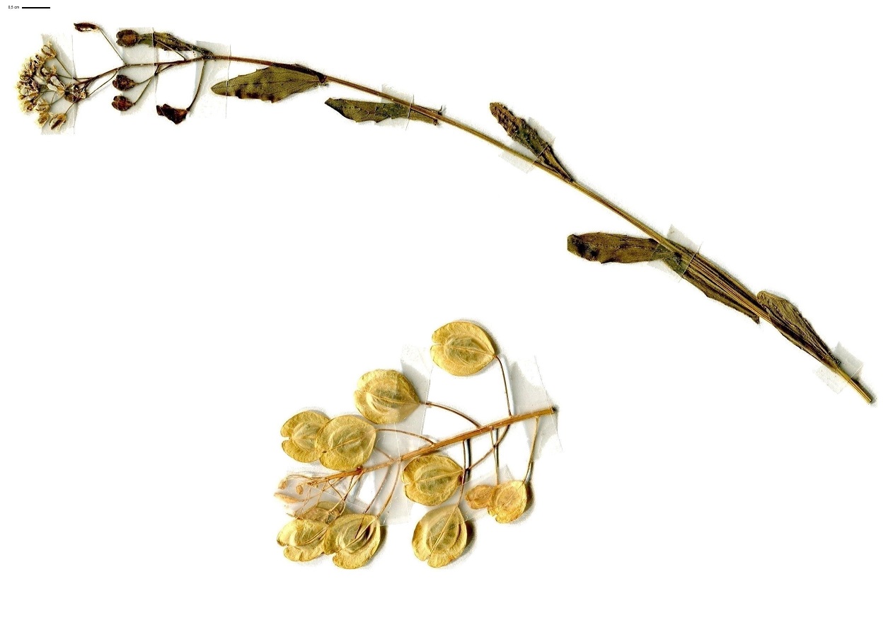 Thlaspi arvense (Brassicaceae)